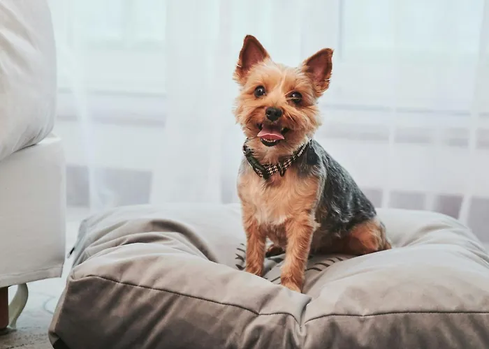 シェラトン 5* ソポト